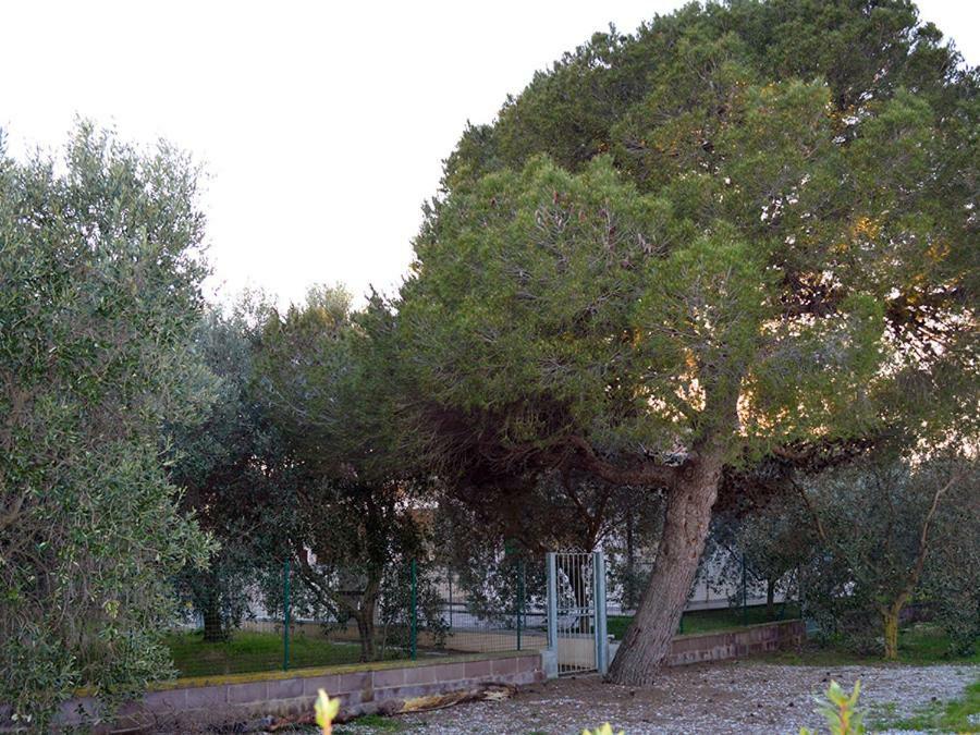 Agriturismo Olivomare بيومبينوا المظهر الخارجي الصورة